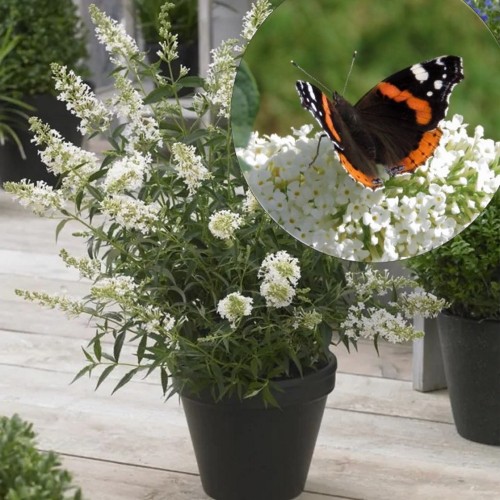 Buddleja davidii 'White Profusion' - Davidi budleia 'White Profusion' C5/5L